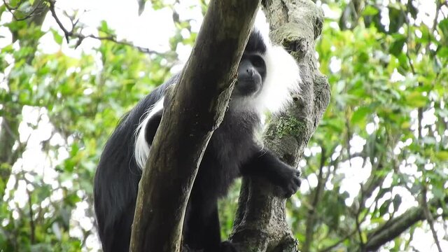 Black White Colobus and Colobi Monkeys at Natural Environment on Rainforest Trees in Africa. Real wild wildlife animal animals tailed tail monkey crowded tropical tropic colobuses colobi ape apish 4K.