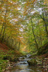 Fototapeta na wymiar Colorful autumnal landscape of a river in the forest