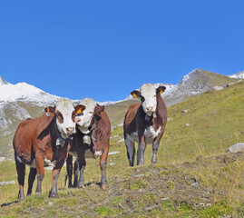 Fototapeta na wymiar three alpine brown and white cows in mountain pasture under blue sky