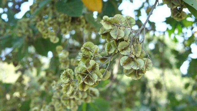 Flowers of (Bushwillows, Combretums),Combretum quadrangulare Kurz ,Tropical plants