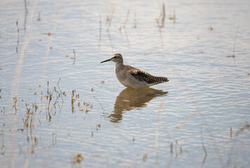 Wood Sandpiper standing in a lake