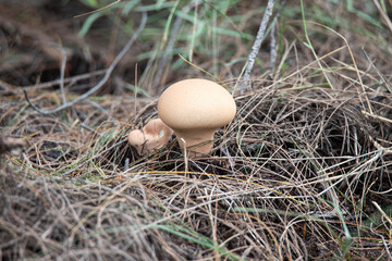 Round mushroom in a forest