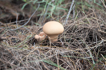 Naklejka na ściany i meble Round mushroom in a forest