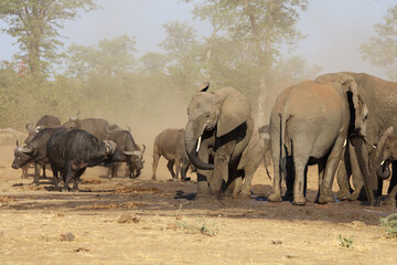 Afrikanischer Elefant und Kaffernbüffel / African elephant and Buffalo / Loxodonta africana et...