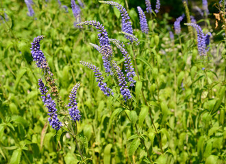 The inflorescences of the veronica are long-leaved (Veronica longifolia L.)