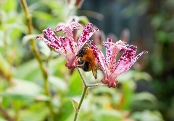 クマバチとホトトギス01