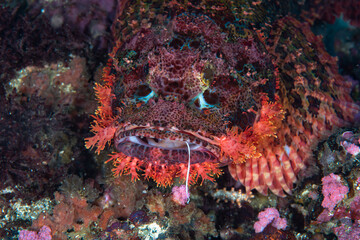 Naklejka na ściany i meble Papua Scorpionfish Scorpaenopsis papuensis