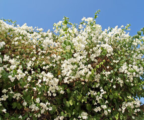 Bougainvillea is wonderful, a variety of White Cascade (Bougainvillea White Cascade). Flowering plant