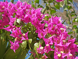 Bougainvillea flowers, cultivar Vera Deep Purple (Bougainvillea)