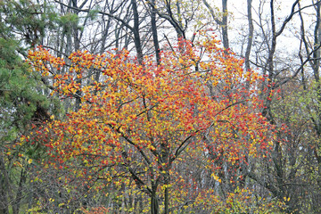 cute cozy corner in the autumn park