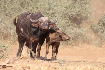 Kaffernbüffel und Gelbschnabel-Madenhacker / Buffalo and Yellow-billed oxpecker / Syncerus caffer...