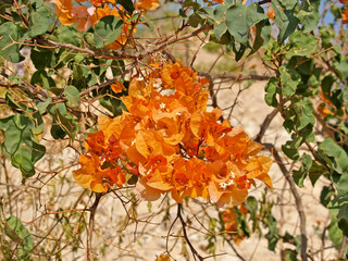 Orange flowers bougainvillea, cultivar Orange King (Bougainvillea)