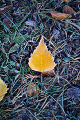 green and yellow autumn leaves with frosty