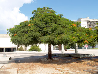 Delonix regia (Bojer ex Hook.) Raf.) Grows in the city square. Tel Aviv, Israel