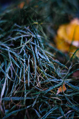 green and yellow autumn leaves with frosty
