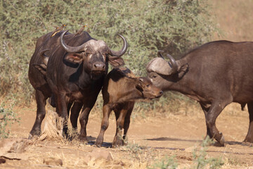 Kaffernbüffel und Gelbschnabel-Madenhacker / Buffalo and Yellow-billed oxpecker / Syncerus caffer...