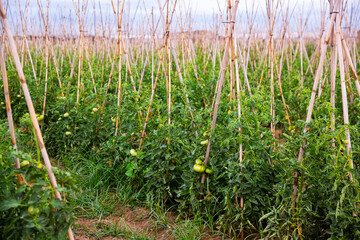 Closeup of fresh green tomatoes ripening on supporting stakes on field. Organic vegetables cultivation