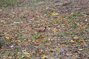 squirrel