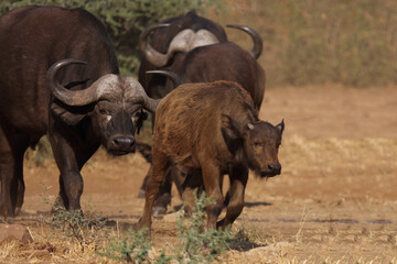 Kaffernbüffel / Buffalo / Syncerus caffer.