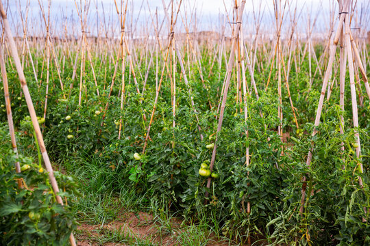 Closeup of fresh green tomatoes ripening on supporting stakes on field. Organic vegetables cultivation