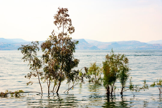 Trees and tree trunks sunk inside the Sea of Galilee. High quality photo