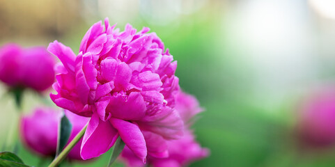 Beautiful blooming peony in the garden. Flowers background. Close up