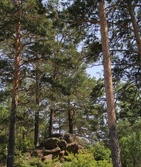 Fototapeta premium huge stones in the forest of Krasnoyarsk