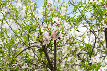 Beautiful almond blossom. Spring almond tree with white and pink flowers on the branches. Magical...