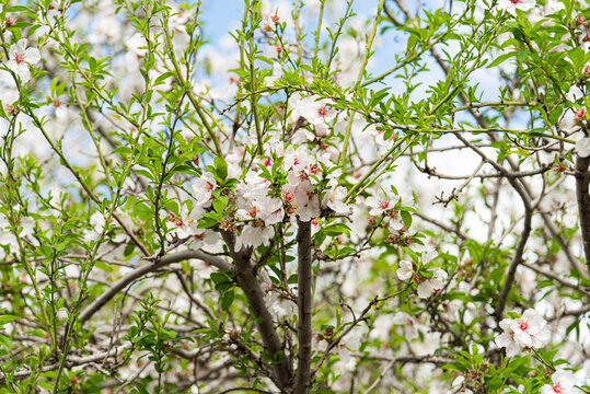 Beautiful almond blossom. Spring almond tree with white and pink flowers on the branches. Magical and natural Background. Close up of flowering almond trees. Blue cloudy sky. High quality photo