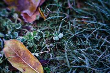 green autumn leaves with frosty