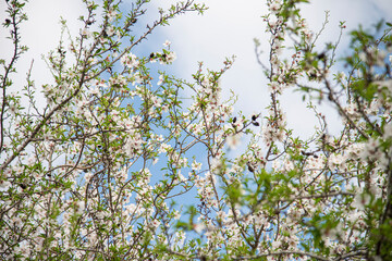 Beautiful almond blossom. Spring almond tree with white and pink flowers on the branches. Magical and natural Background. Close up of flowering almond trees. Blue cloudy sky. High quality photo