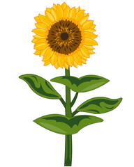 Useful garden plant flowering sunflower with seeds