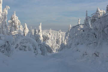 Frozen winter forest in the Urals