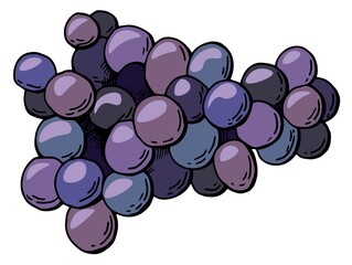 Grapes on a white isolated background. Cartoon style. Stock illustration.	