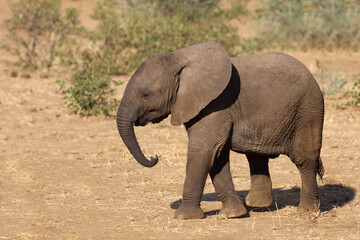 Fototapeta premium Afrikanischer Elefant / African elephant / Loxodonta africana.