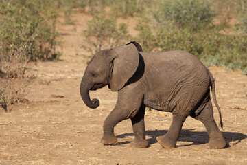 Afrikanischer Elefant / African elephant / Loxodonta africana.