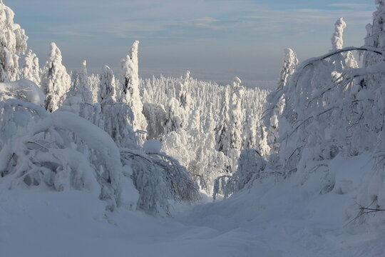 Frozen winter forest in the Ural mountains