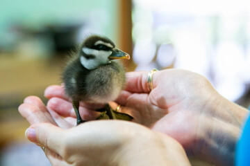 One week old whistling duck, hand reared in Queensland, Australia