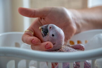 One week old blue and gold macaw, hand reared in Queensland, Australia