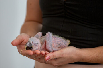 One week old blue and gold macaw, hand reared in Queensland, Australia
