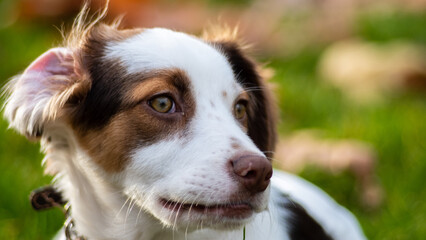 Portrait of a cute spaniel dog puppy