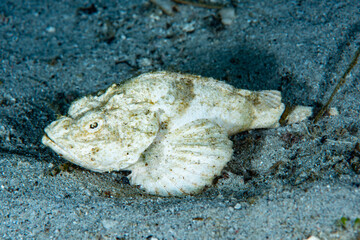 Devil Scorpionfish Scorpaenopsis diabolus