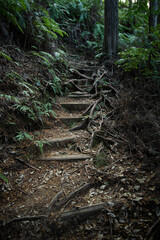 森の中の階段
