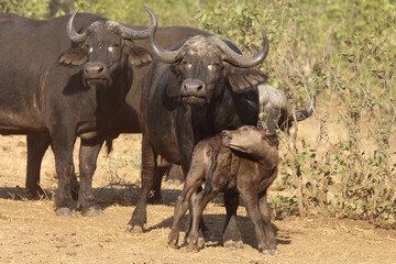 Obraz premium Kaffernbüffel / Buffalo / Syncerus caffer........