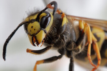 macro of a wasp on a leaf