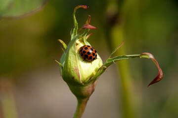 Sydney Australia, ladybird crawling across rose bud