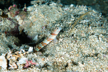 Obraz na płótnie Canvas Broad-Banded Shrimp-Goby Amblyeleotris periophthalma