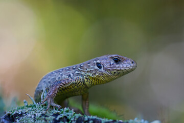 Sand lizard (Lacerta agilis)