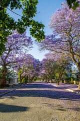 Jacaranda trees in street