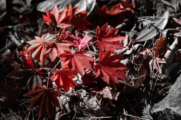 赤く色づいた落ち葉